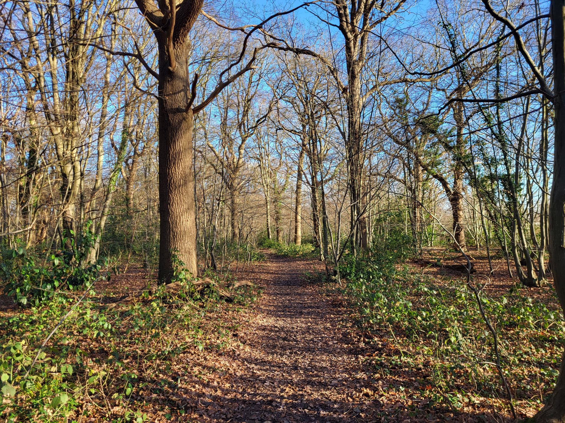Ruislip Woods